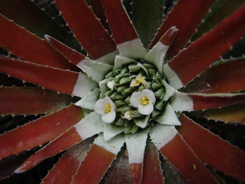 detalhe de uma flor